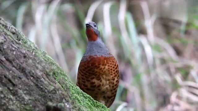 实拍野生竹鸡清脆鸣叫,有谁知道表达什么吗?