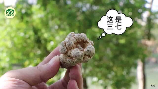 三七是什么样的?有很多种吗?文山三七其实只有一种