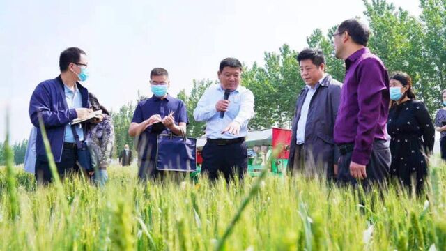 麦田迎来专家团!全国小麦高效生产技术现场观摩会在乐陵举行