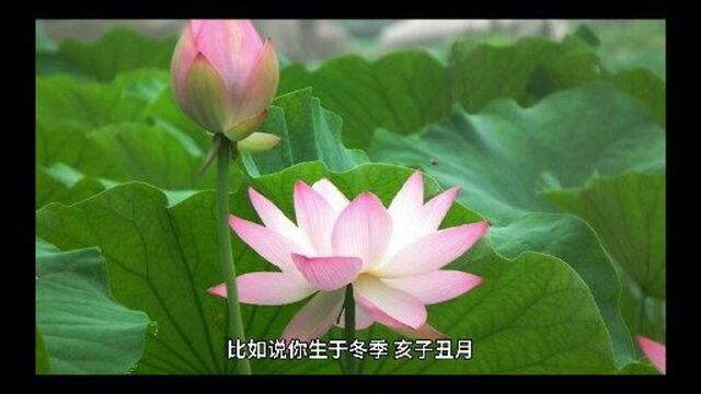 八字命理教学,五行喜忌的基础,认知,了解以运作的及原理