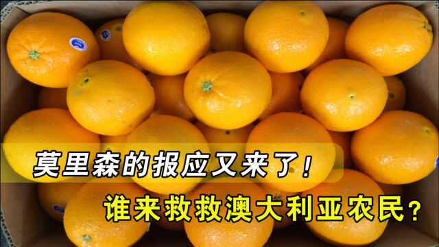 莫里森的报应又来了!这次轮到澳大利亚柑橘,下一个是谁?