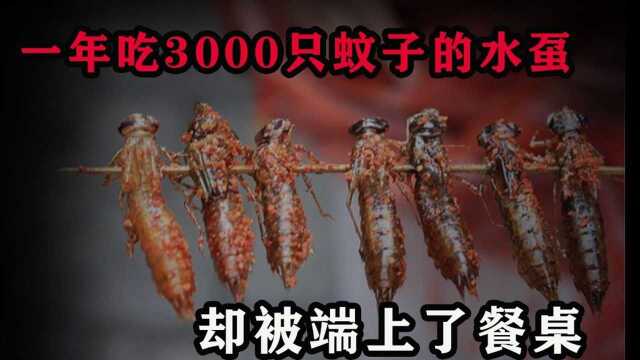 水虿一年能吃3000只蚊子,8年才能长大,却被当成美食端上餐桌!