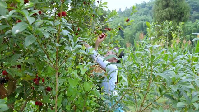 夏天来了,做点冰镇杨梅汁,空调都省了