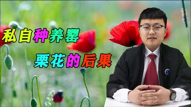 私自种养罂栗花的后果是什么?有下列情形之一的,将会这样判罚!