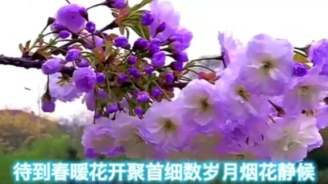 风语 演唱一首《花落相思梦》柔情似水 让人感动