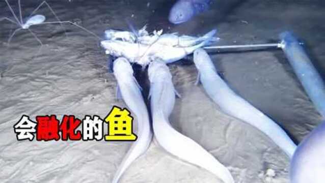 5种新发现的神秘生物