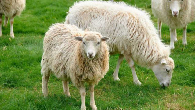 【羊】性格直爽的生肖羊，居然有这么多优点，快来看看是不是你？