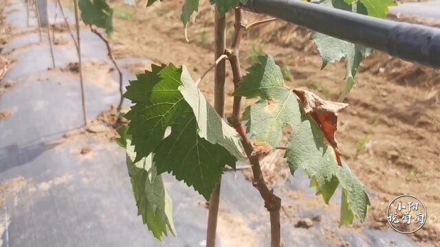 夏季酷暑时节到来,葡萄叶面容易发生干枯现象,这是什么原因?