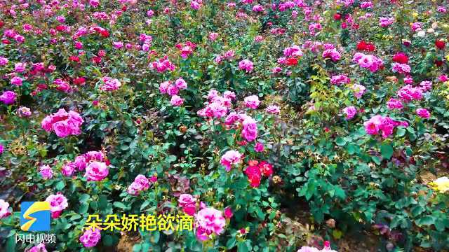 威海经区:月季花开香满城