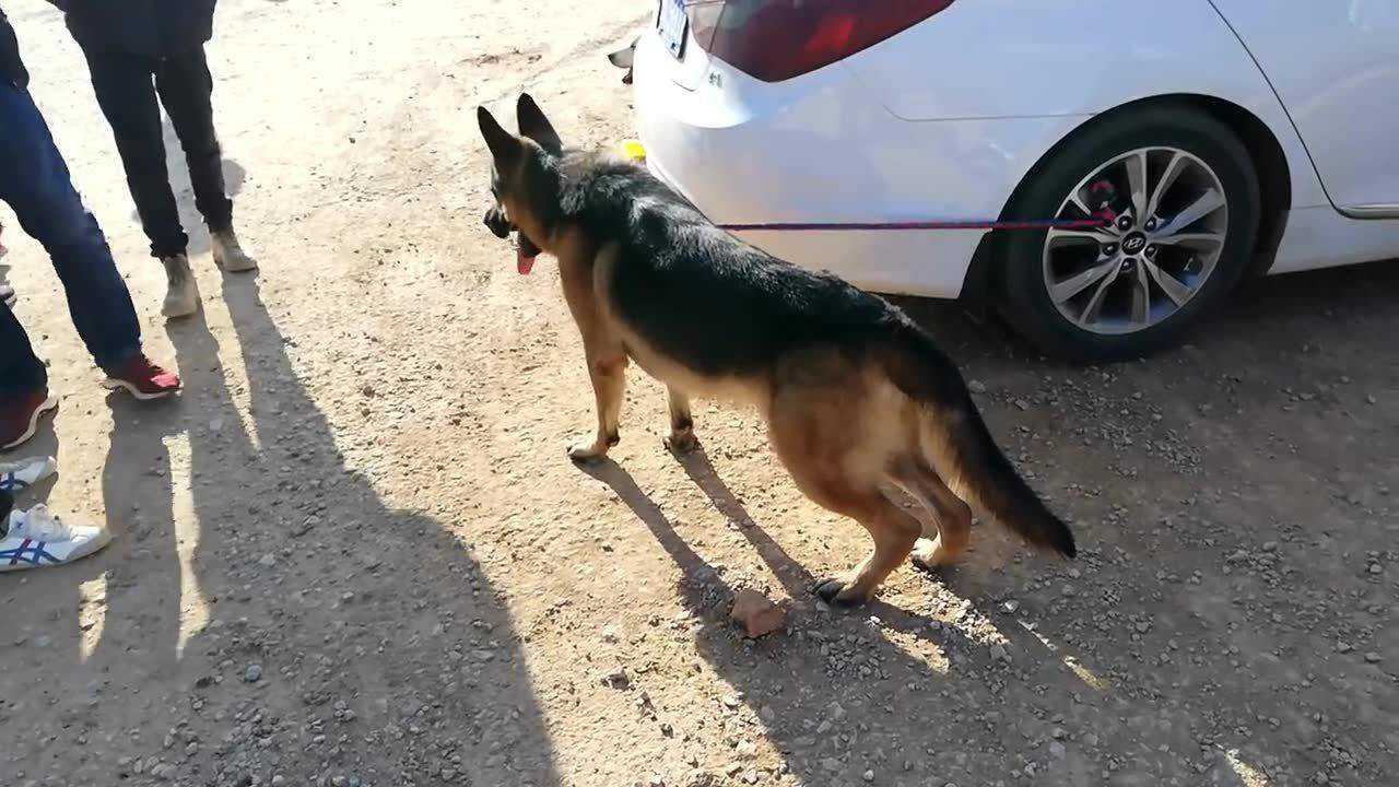 男子互联网4000元买的西特犬拉到狗市便宜出售