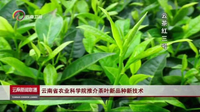 云南省农业科学院推介茶叶新品种新技术