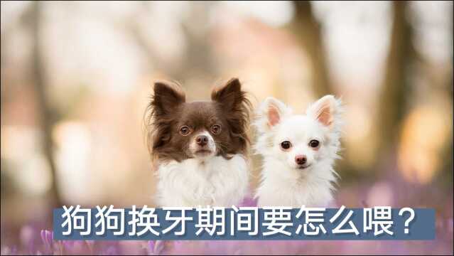 狗狗换牙期间要怎么喂?