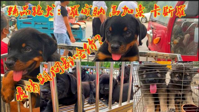 农村狗市精品猛犬,罗威纳卡斯罗高加索,疫情期间看多少钱一只?