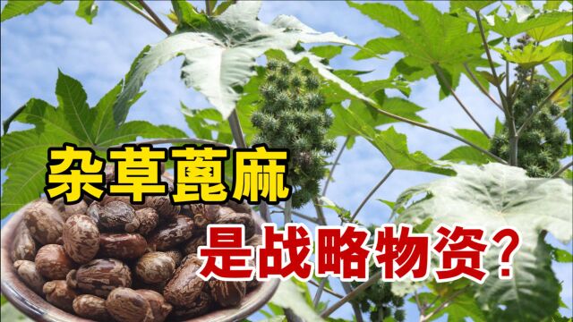 我国农村常见的蓖麻,为什么被美国列为国家机密和战略物资?