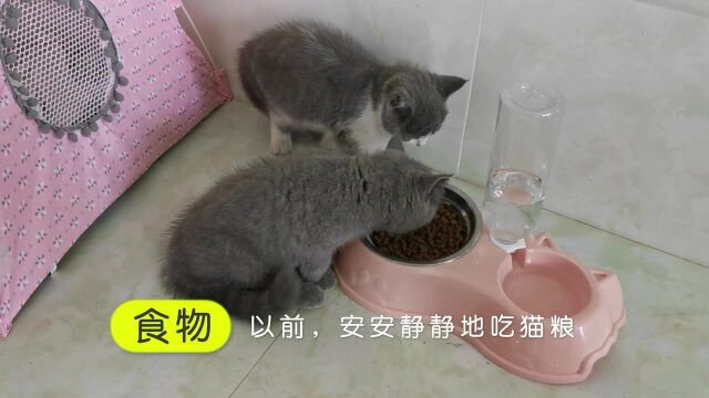 猫狗日常:猫咪和狗狗的超级迷惑行为