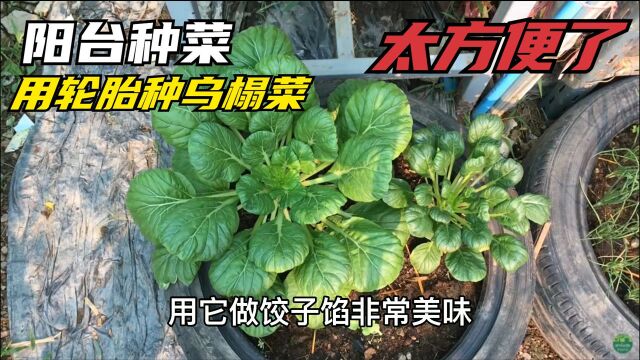 零下20度冻不死的乌塌菜,天气越冷越好吃,种植方法你知道吗