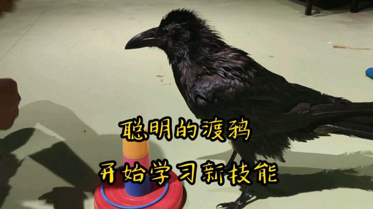 世界上最大的乌鸦~渡鸦,要开始学习新技能了