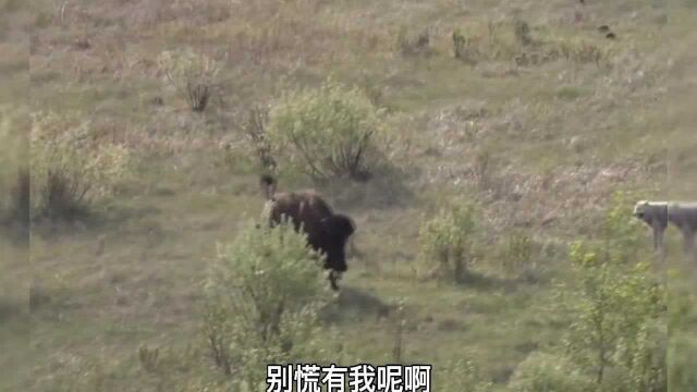 这是一种天性使然! 方言搞笑配音