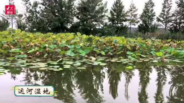 诉千年运河故事台儿庄古城打造运河文化地标典范