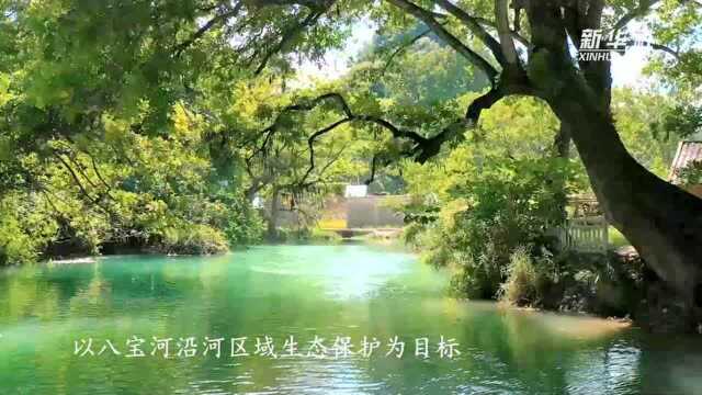 云南广南:八宝稻飘香 田园秋意浓