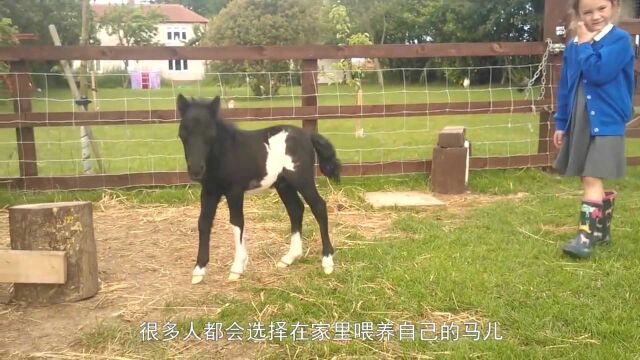 女子给马刷毛,刷着刷着马开始不老实了,简直不忍直视