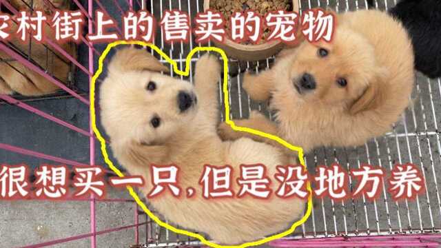 农村的狗市场,金毛犬300元,看不出来纯不纯