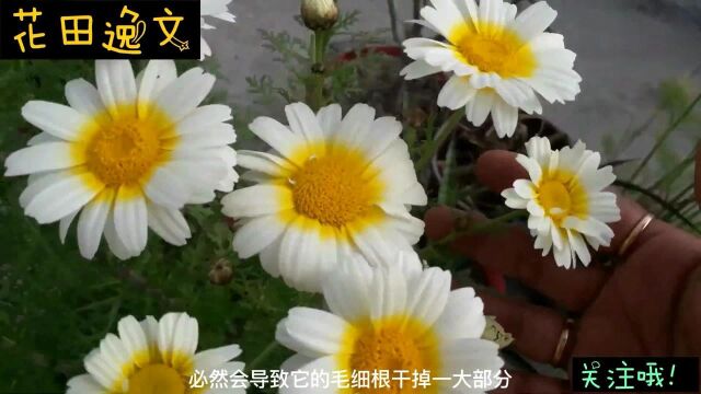 玛格丽特是开花机器,想要持续爆盆,一定不能“入不敷出