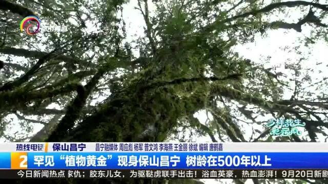 罕见“植物黄金”现身保山昌宁,树龄在500年以上