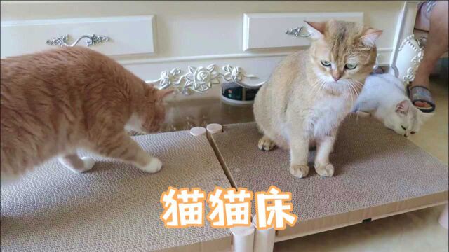 我妈把三只猫当小孩儿养,别家猫有的我们家也要有!