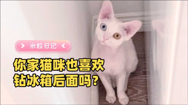 堵上没心事了,你家猫咪也喜欢钻到冰箱后面吗?