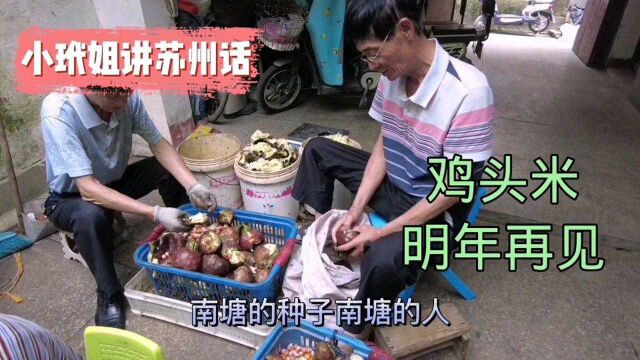 小玳姐国庆黄金周实地探访南荡鸡头米供应商,再吃一碗,期待来年