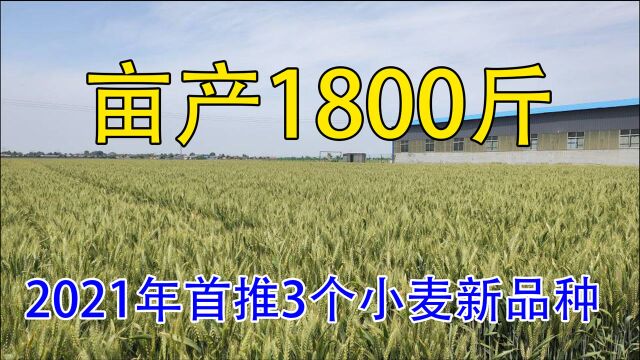 2021年首推“这3个”小麦新品种,亩产超过1800斤,今年你种吗