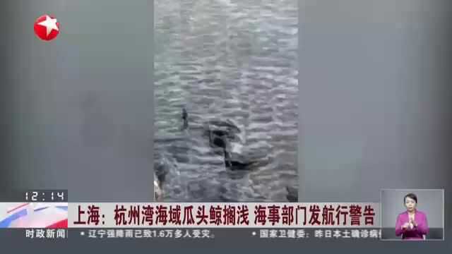 上海:杭州湾海域瓜头鲸搁浅 海事部门发航行警告