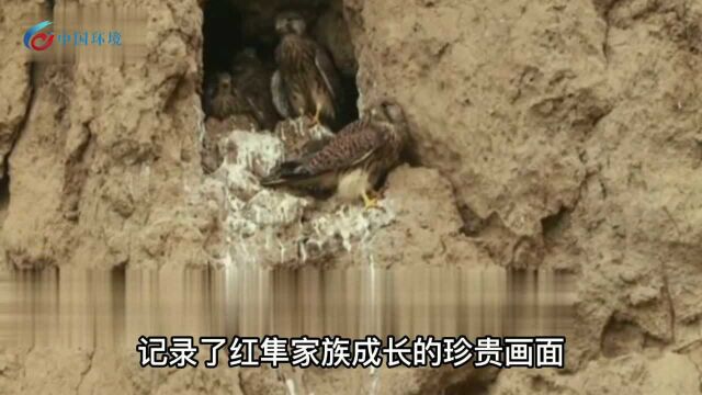 青海摄影师拍摄到红隼家族成长画面