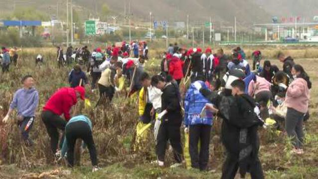 西宁市第十二中学教育集团的土豆丰收了