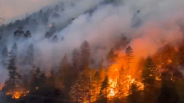 西藏林芝发生森林火灾 现场火势迅猛浓烟弥漫 附近49人均安全转移