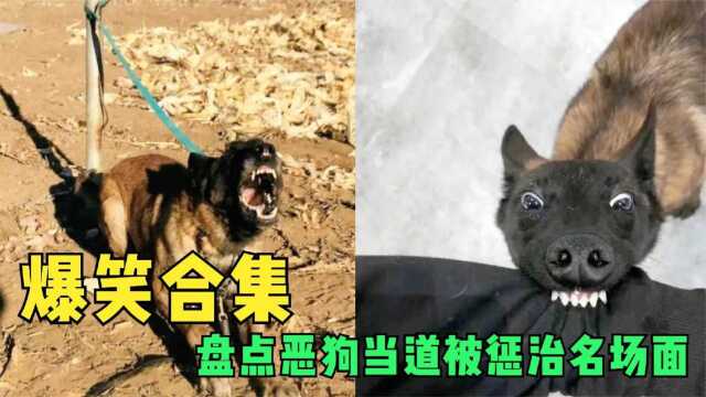 盘点恶狗当道被惩治名场面:疯狗当街咬人,小伙一招制敌结局解气