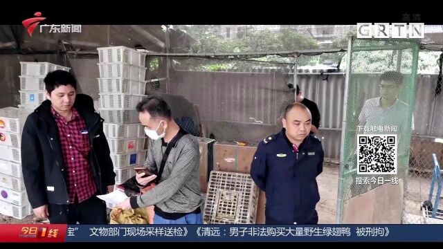 清远:男子非法购买大量野生绿翅鸭 执法部门上门一查 问题大了!