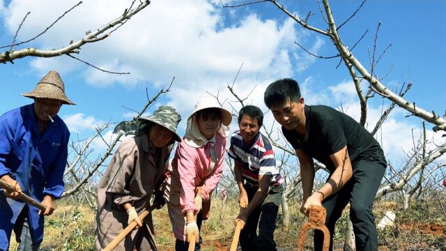 小伙助农卖红薯,第一天就卖出1000斤,乡里乡亲都来帮忙挖红薯