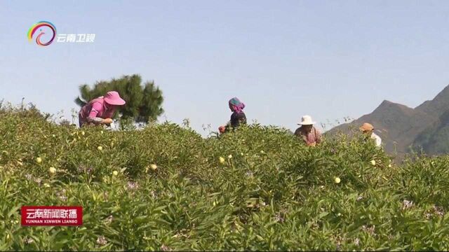 云南省低收入人口认定信息系统上线运行