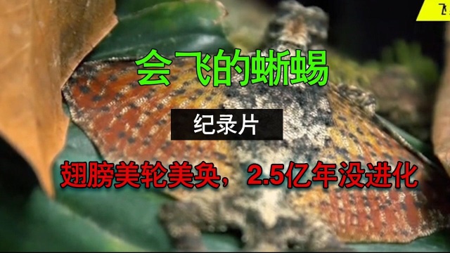 飞蜥:2.5亿年前的生物,直到今天也没有进化,翅膀却美轮美奂!