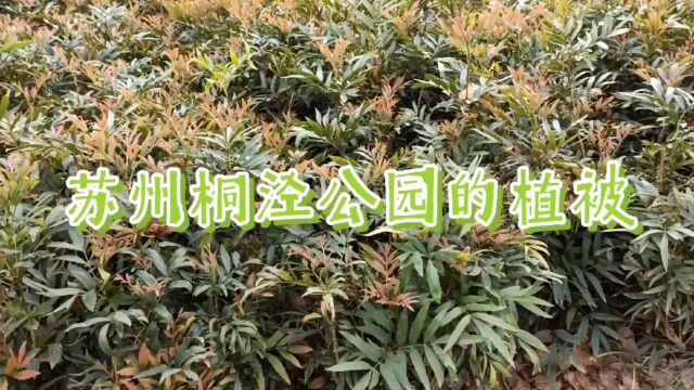 苏州桐泾公园的植被