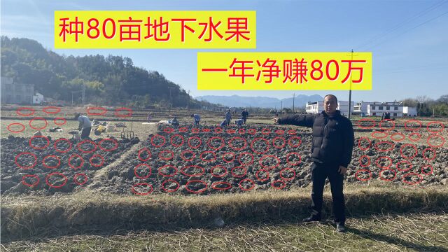 夫妻俩承包80亩农田,种植农村不起眼的地下水果,年收入净赚80万