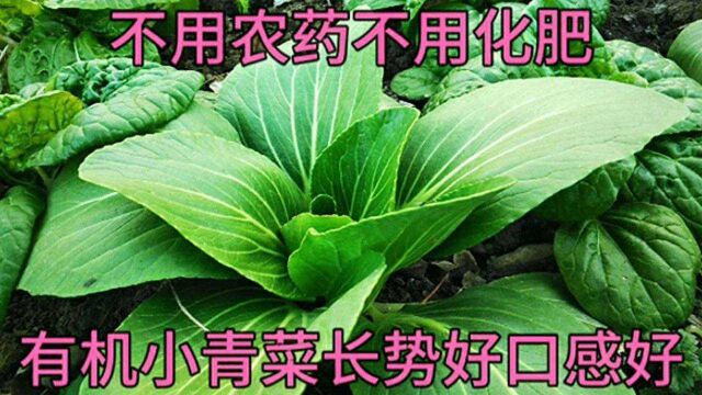 小青菜怎样才能长得好?每隔几天浇一浇这种水,抗寒防冻又杀虫