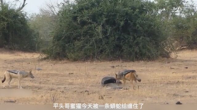 胡狼拯救平头哥,却被平头哥恩将仇报,抢夺食物