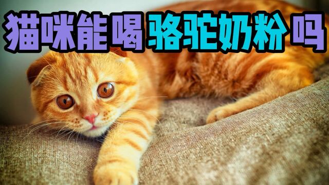 猫咪能喝骆驼奶粉吗