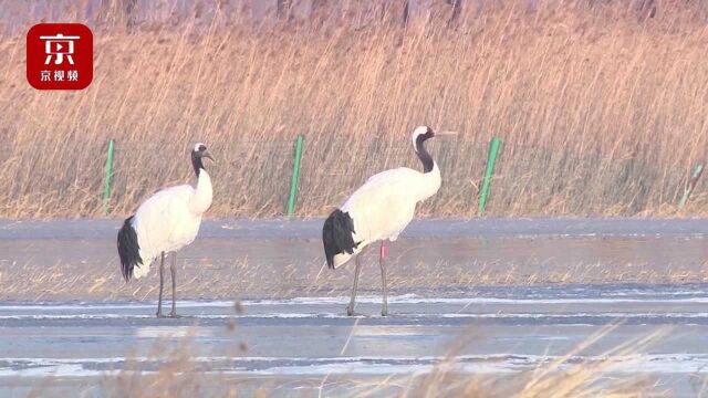 延庆区陆生野生动物达450种 生物多样性北京第一!