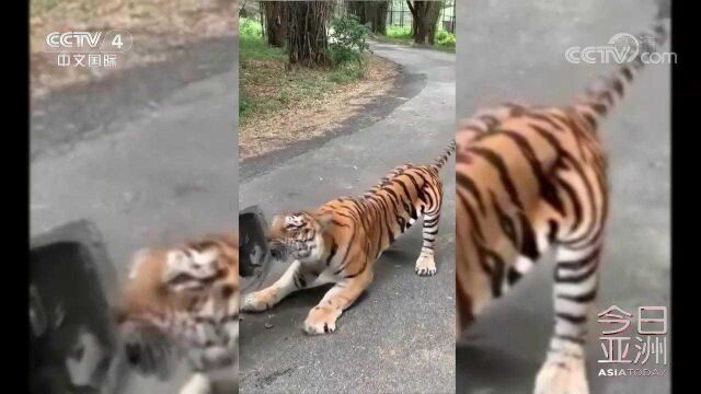 惊魂!印度:老虎拖拽观光车吓坏游客