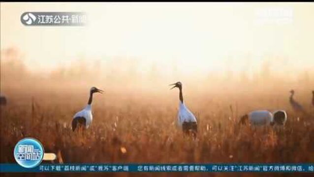 盐城珍禽自然保护区迎候鸟越冬高峰 航拍“万鸟翔集”生态画卷