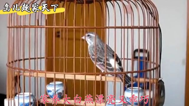 白燕王立杠鸣唱真亮堂,声美音甜连口善变不重样